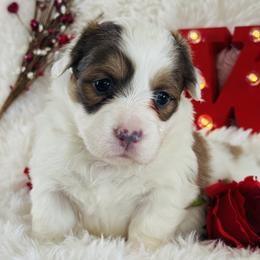 Kiss - Red female Pembroke Welsh Corgi puppy in Muldrow, Oklahoma from Dean’s Rustic Ranch Corgis and Horses