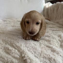 Girl 1 - female Dachshund puppy in Camarillo, California from Golden Ray Dachshunds