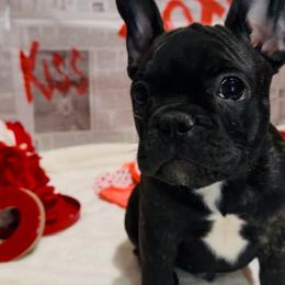Espresso Bean - Brindle and white male French Bulldog puppy in Baytown, Texas from Le Grande Bulldogs