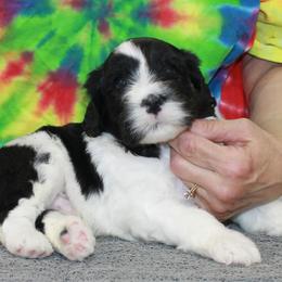 Rex - Black and white male Portuguese Water Dog puppy in Beatrice, Nebraska from Success Portuguese Water Dogs