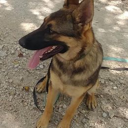 "Emma at 9 months-weighs 65 lbs-DM Clear" German Shepherd Puppies from Juanita's German Shepherd Dogs