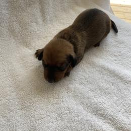 Girl 2 - female Dachshund puppy in Wagener, South Carolina from Rock Lake Farm