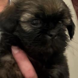 Girl 1 - Sable and white female Shih Tzu puppy in Kingsland, Georgia from Shih-Tzu Puppy Dynasty