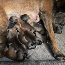 Puppy 2 - Mahogany male Belgian Malinois puppy in Centreville, Maryland from Barbihaus Kennels