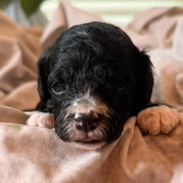 Coral - Merle female Cockapoo puppy in Saint Louis, Missouri from Jax Doodles