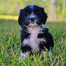 Havapoo and Pomsky Puppies from Pearl of the Orient Seas
