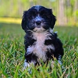 Havapoo and Pomsky Puppies from Pearl of the Orient Seas