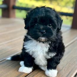 Pup 3 - Black and white male Shichon puppy in Grand Rapids, Michigan from Great Lakes Teddy Bear Dogs
