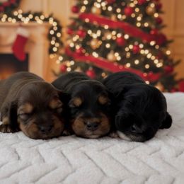 Three Boys - Tri-color male Australian Labradoodle puppy in Londonderry, New Hampshire from Granite State Labradoodles