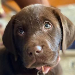 Labrador Retriever Puppies from Green Acres Labradors