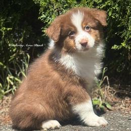 Audit red tri male 4 - Red tri-color male Australian Shepherd puppy in Chehalis, Washington from Wandering Acres Ranch