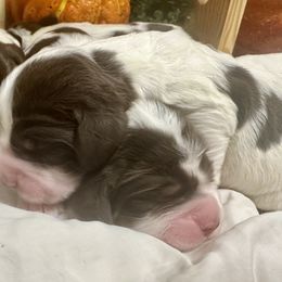 English Springer Spaniels from Bay Branch Bunch English Springer Spaniels