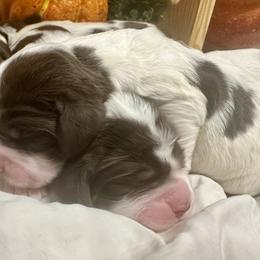 English Springer Spaniels from Bay Branch Bunch English Springer Spaniels