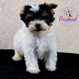Quincy - Parti male Yorkshire Terrier puppy in Santa Clarita, California from Pixieland Yorkshire Terriers