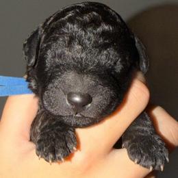 Dark Blue Collar - Black male Goldendoodle puppy in Ringgold, Georgia from Sweet B’s Goldendoodles