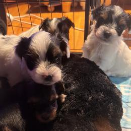 Yorkshire Terrier puppies from Combs’ Yorkies