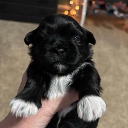 Schroeder - Black and white male Shih Tzu puppy in Springboro, Ohio from Shih Tzus of Springboro LLC.