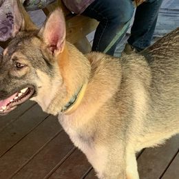German Shepherds from Pine Ridge Kennels