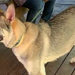 German Shepherds from Pine Ridge Kennels
