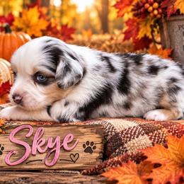 Skye - Blue merle female Miniature Australian Shepherd puppy in Idalou, Texas from Lonesome Pine Mini Aussies