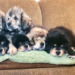 Tibetan Mastiffs from Kunlun Tibetan Mastiffs