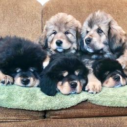 Tibetan Mastiffs from Kunlun Tibetan Mastiffs