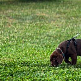Labrador Retriever Puppies from Rose Gold Retrievers