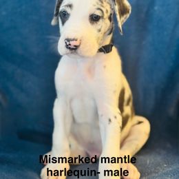 Great Dane Puppies from Mathias Danes