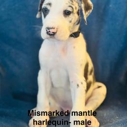 Great Dane Puppies from Mathias Danes