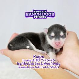 Kaylen - Blue male Pomsky puppy in Humeston, Iowa from M.A.R. Dogs