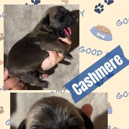 Cashmere - Fawn male Great Dane puppy in Wellsville, New York from Prophecy Danes
