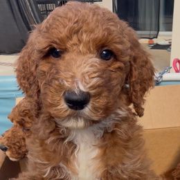 Lychee - Red  male Poodle puppy in Corona, California from Garden Of Poodles