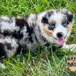 Thyme - Blue merle male Australian Shepherd puppy in El Dorado Springs, Missouri from HP Aussie Kennels