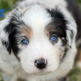 BOLT - Blue merle Miniature Australian Shepherd puppy in Elgin, Illinois from Beaman Aussie Pride