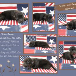 McKinnie - Black tri male Miniature Australian Shepherd puppy in Asheboro, North Carolina from Stellar Aussies
