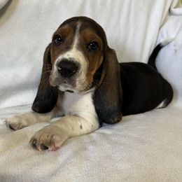 Orange Boy - Black brown and white male Basset Hound puppy in Edgar Springs, Missouri from Red Fern Basset Family
