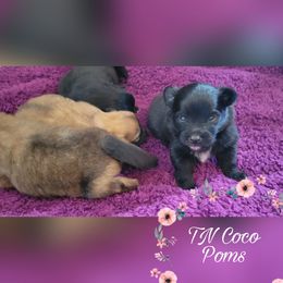 Pomeranians from TN Coco Poms