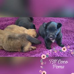 Pomeranians from TN Coco Poms