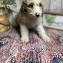 Loretta - Parti Poodle puppy in Clinton, Tennessee from Melton’s Poodles and Newfs