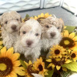 Lagotto Romagnolo Puppies from Anna’s Lagottos