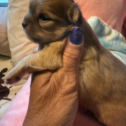 William - Chocolate male Chihuahua puppy in Beaumont, Texas from Anastasia’s Tiny Pupps