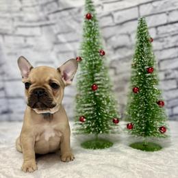 Boy 3 - Fawn male French Bulldog puppy in Greeley, Colorado from Mandy Moon French bulldogs
