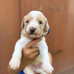 Aladdin - Blue Band Boy - Cream male Labradoodle puppy in Plainfield, New Jersey from Caris Paws Poodles and Doodles