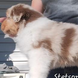 Stetson - Red merle male Australian Shepherd puppy in Clover, Virginia from Four Winds Australian Shepherds
