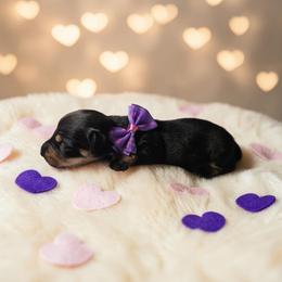 Darla - Black and tan female Dachshund puppy in Alvin, Texas from Cosson's Dachshunds of Alvin