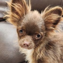 Royal - Chocolate male Chihuahua puppy in Tremonten, Utah from Qu-Te's Chihuahuas