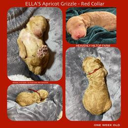 Apricot Grizzle - Red Collar Girl - Apricot female Poodle puppy in Charlo, Montana from Heavenly Hilltop Farm