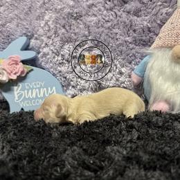 B2 cream or red - Cream male Dachshund puppy in Carthage, Texas from Rafter C Ranch Doxies