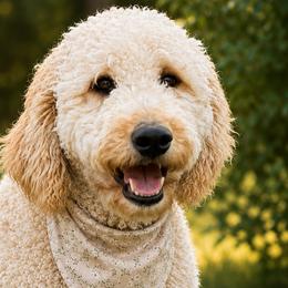 Willow - Goldendoodle