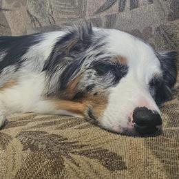 Australian Shepherds from Portage River Aussies